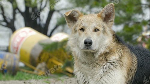 Preview: Sad beige dog-mongrel on a leash is . Close-up, selective focus. mongrel dog dog close up of the
