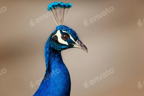 Preview: Male peacock, close up