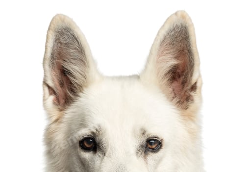 Preview: Close-up of a White Swiss Shepherd Dog's top of head, isolated on white