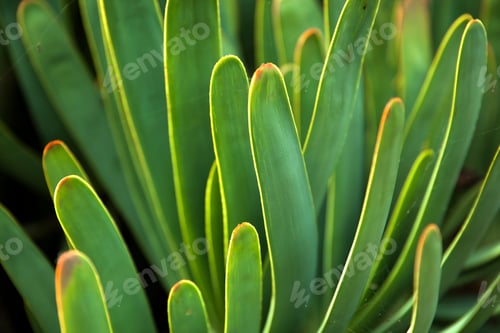 Preview: Closeup detail of the fan-aloe