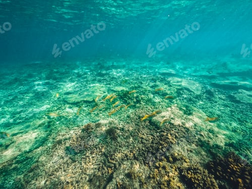 Preview: Underwater at the beach on the island