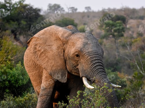 Preview: African Elephant
