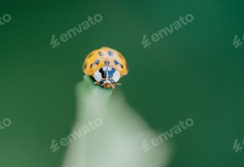 Preview: Close up of an orange ladybug on a leaf with blurred background nature background