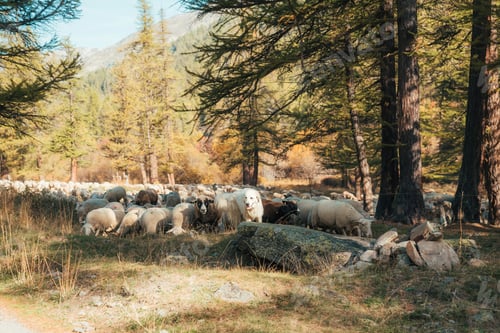 Preview: A dog leading flock of sheep to graze on meadow in autumn forest