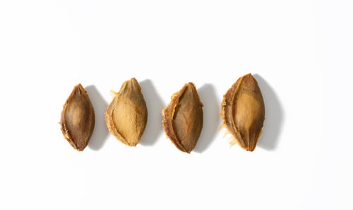 Preview: Four apricot pits on a white background