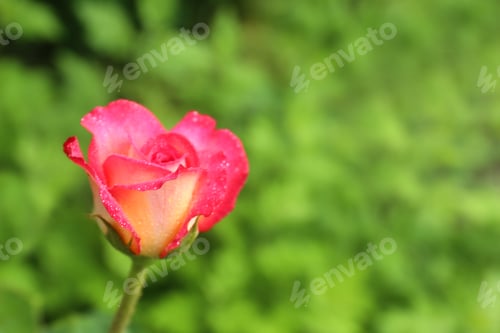 Preview: Beautiful blooming rose with water drops in green garden on summer day. Space for text