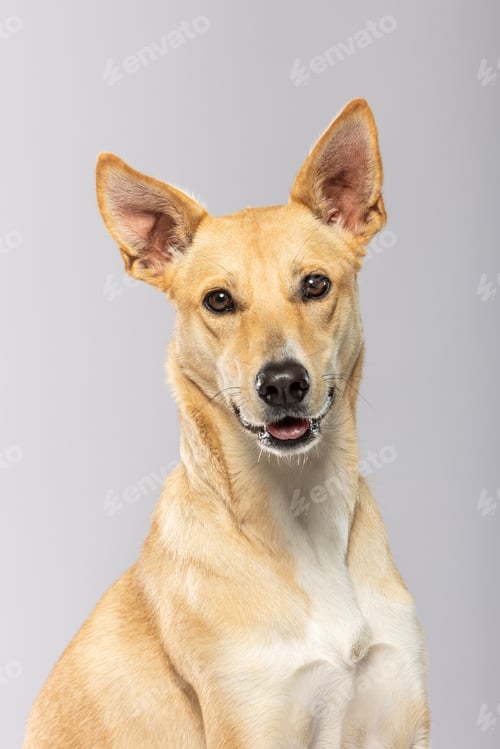 Preview: Beautiful dog portrait against a soft gray background