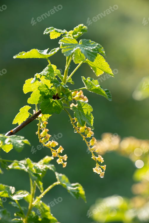 Preview: Currant young stalks on twigs spring time