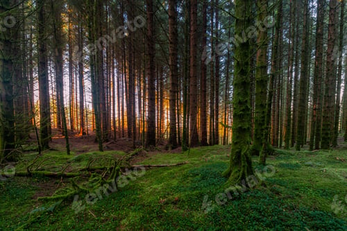Preview: Sunset In a Spruce Forest