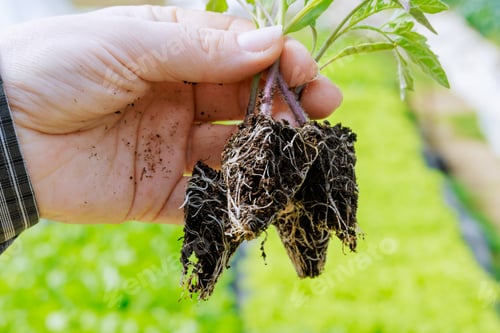 Preview: Greenhouse allows farmers to control and optimize root system development of their pepper seedlings.