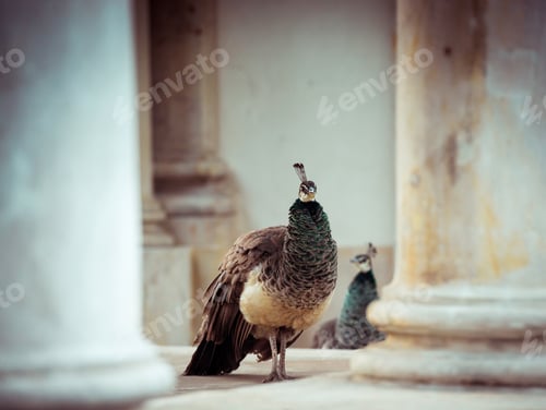 Preview: peacocks in Lazienki Park