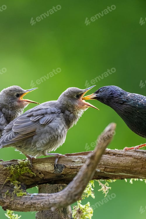 Preview: Closeup of three birds fighting with each other on a tree branch in the forest