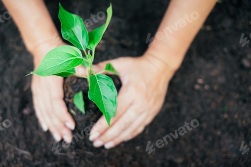 Preview: Hands with plant for planting to save the earth.