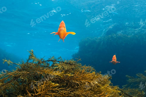Preview: Front view of garibaldi fish over kelp reef, Guadalupe Island, Baja California, Mexico