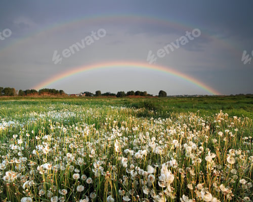 Preview: Rainbow over the field with flowers