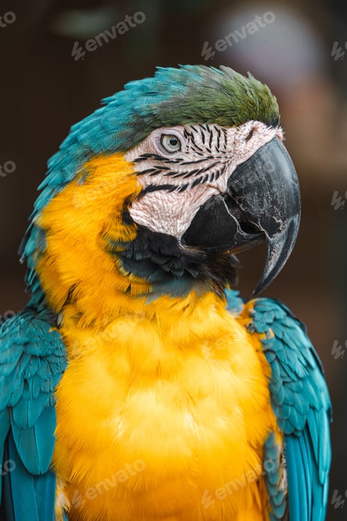 Preview: Vertical closeup shot of a blue yellow macaw bird