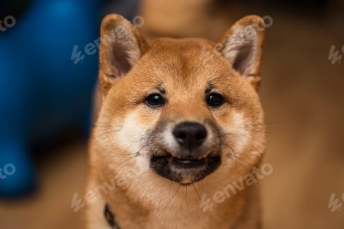 Preview: Portrait of a dog Shiba Inu, front view