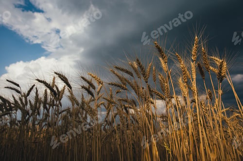 Preview: Landscape of wheat field at sunset after rain.