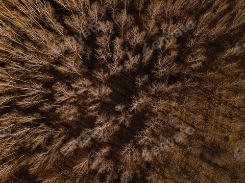 Preview: Aerial view of bare deciduous forest trees in autumn
