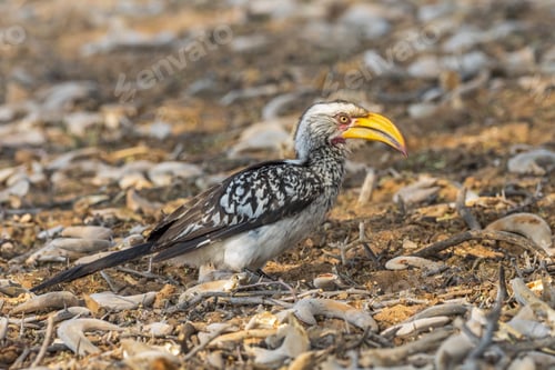 Preview: Southern Yellow-billed Hornbill