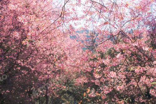 Preview: Pink wild himalayan cherry tree blooming in the garden on springtime at Phu Lom Lo