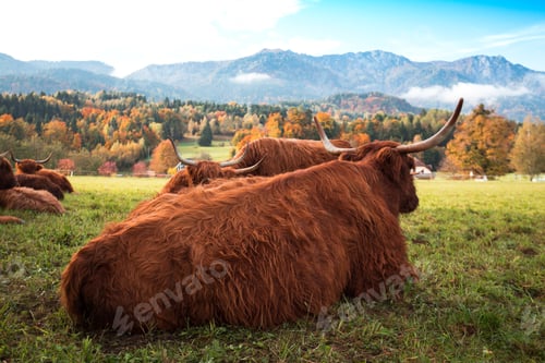 Preview: wild yaks in the pasture