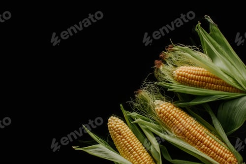 Preview: flat lay with arranged fresh ripe corn cobs isolated on black