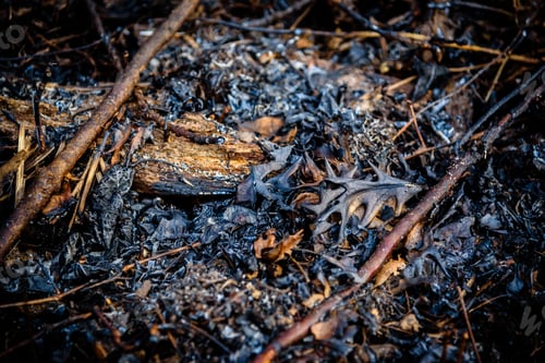 Preview: Prescribed burn in forest preserve