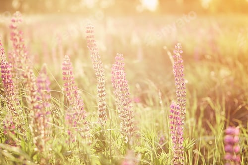 Preview: Lupinus, lupin, lupine field with purple flowers at evening sunset. Bunch of lupines summer flowers