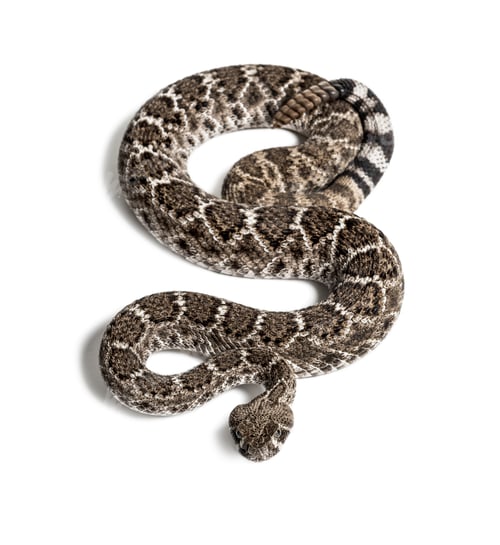 Preview: western diamondback rattlesnake or Texas diamond-back, venomous snake against white background