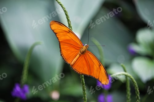 Preview: Butterfly
