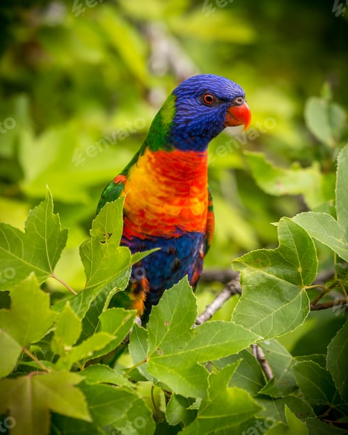 Preview: lorikeet