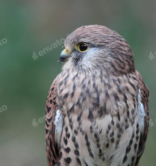 Preview: Common Kestrel - Falco tinnunculus - close-up view of this beaut