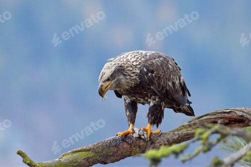 Preview: Eagle with a piece of fish in its beak.