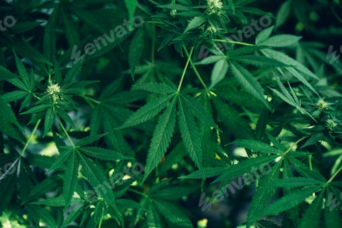 Preview: Group organic cannabis leaves on a dark background. Texture of Marijuana leaves of a plant.