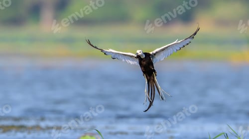Preview: Pheasant-tailed jacana in-flight close-up against nature background,