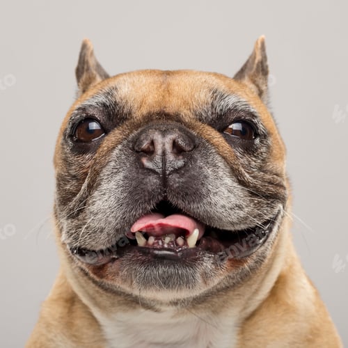 Preview: Studio portrait of an expressive French Bulldog dog