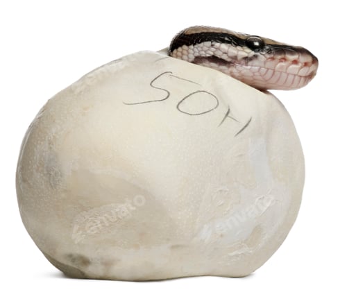 Preview: Royal Python or Ball Python