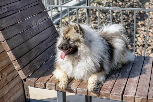 Preview: A fluffy gray and white Keeshond dog on a park bench on a sunny day.