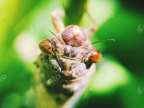 Preview: nature