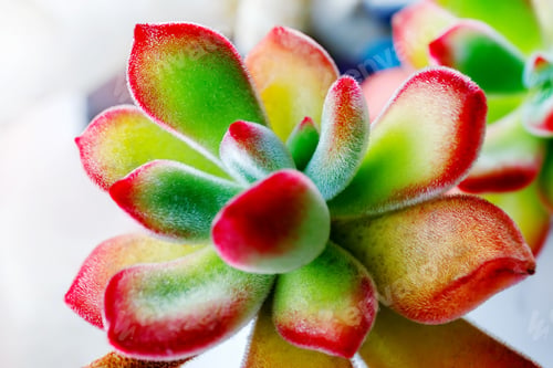 Preview: Echeveria pulvinata 'Ruby Blush' succulent plant
