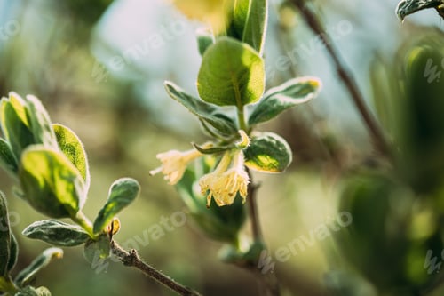 Preview: Young Spring Green Leaf Leaves And Unblown Buds Of Honeysuckles, Lonicera Growing In Vegetable