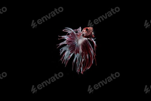 Preview: Beautiful colorful of siamese betta fish