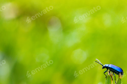 Preview: Small insects macro details texture kenya east africa