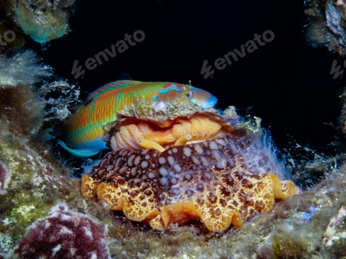 Preview: An umbrella slug and a rainbow wrasse