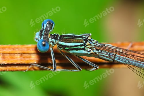 Preview: Dragonfly on a plant.