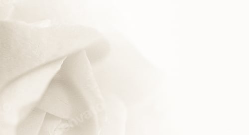 Preview: Sweet Classic Color Rose In Soft Color And Blur Style On Mulberry Paper Texture