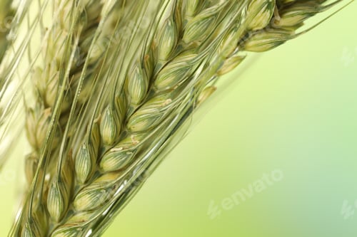 Preview: Green wheat spikes on color background, closeup. Space for text