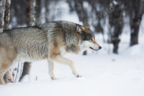 Preview: Wolf sneaking in the winter forest