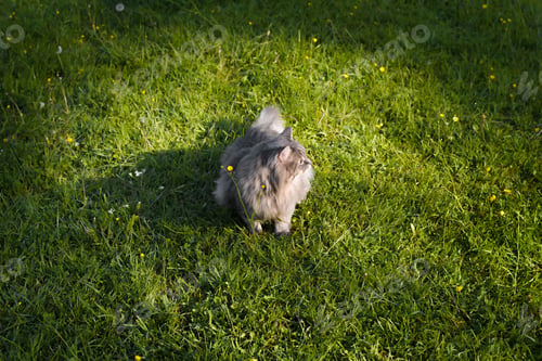 Preview: Cat sitting on a green lawn and looking to the side, top view. Gray, fluffy cat of Siberian breed
